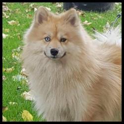 Zeer mooie f1 pomsky dekreu