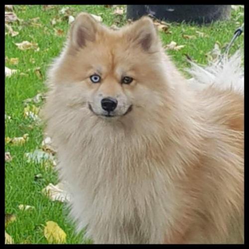 Zeer mooie f1 pomsky dekreu