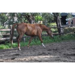 te koop 2,5 jarige ruin