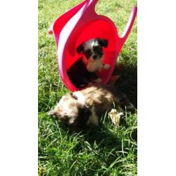 pups yorkshire mix shih-tzu (yorkie-tzu)