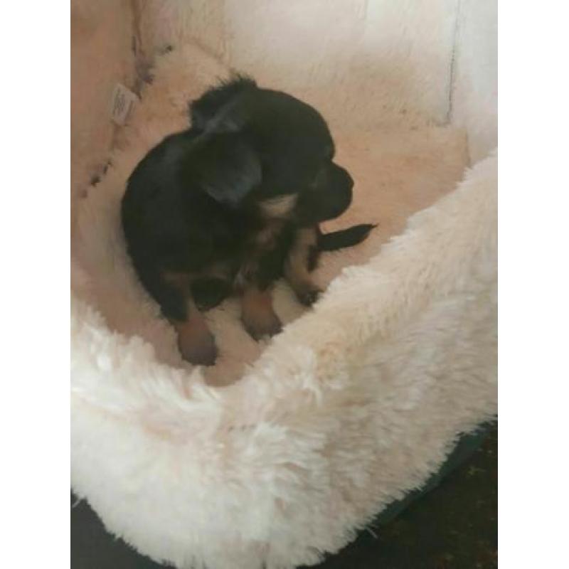 Chihuahua reutje