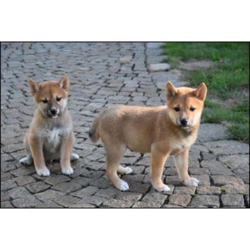 Shiba inu pups