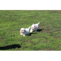 Maltezer pups