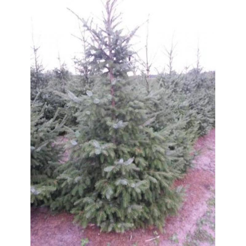 kerstbomen te koop