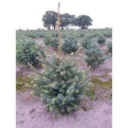 kerstbomen te koop