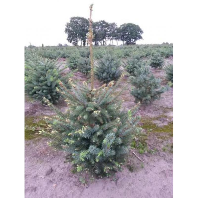 kerstbomen te koop