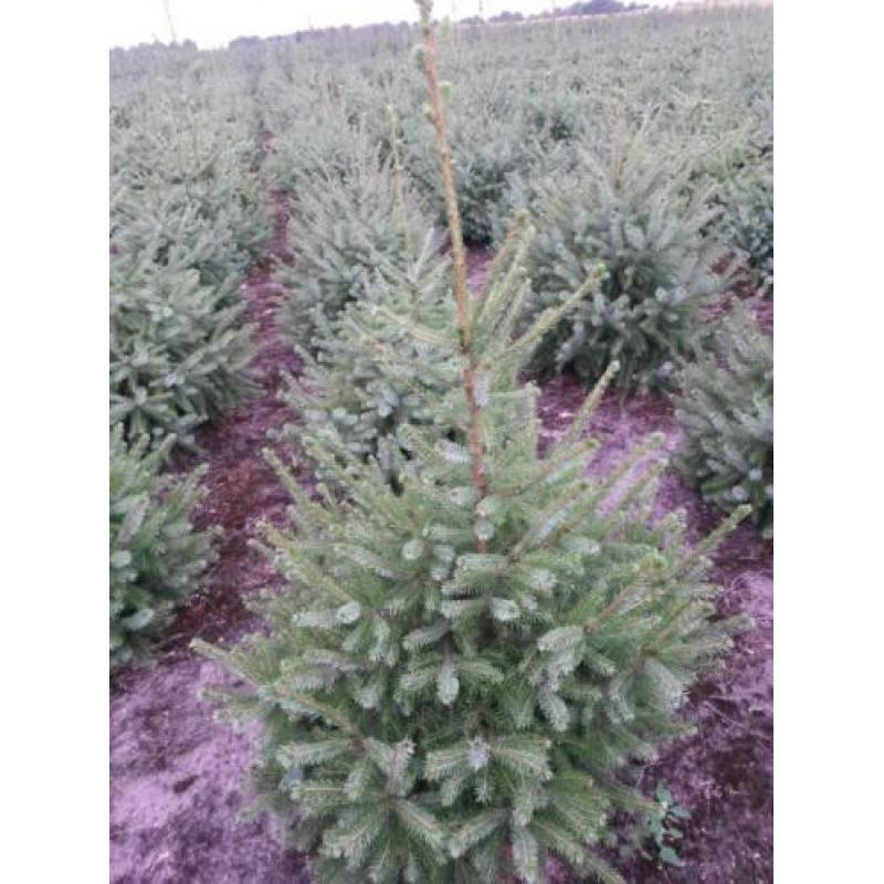 kerstbomen te koop
