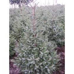 kerstbomen te koop