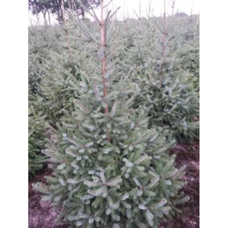 kerstbomen te koop