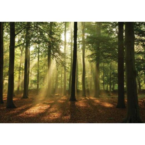 Fotobehang BOS Gratis Lijm en verzenden 110331
