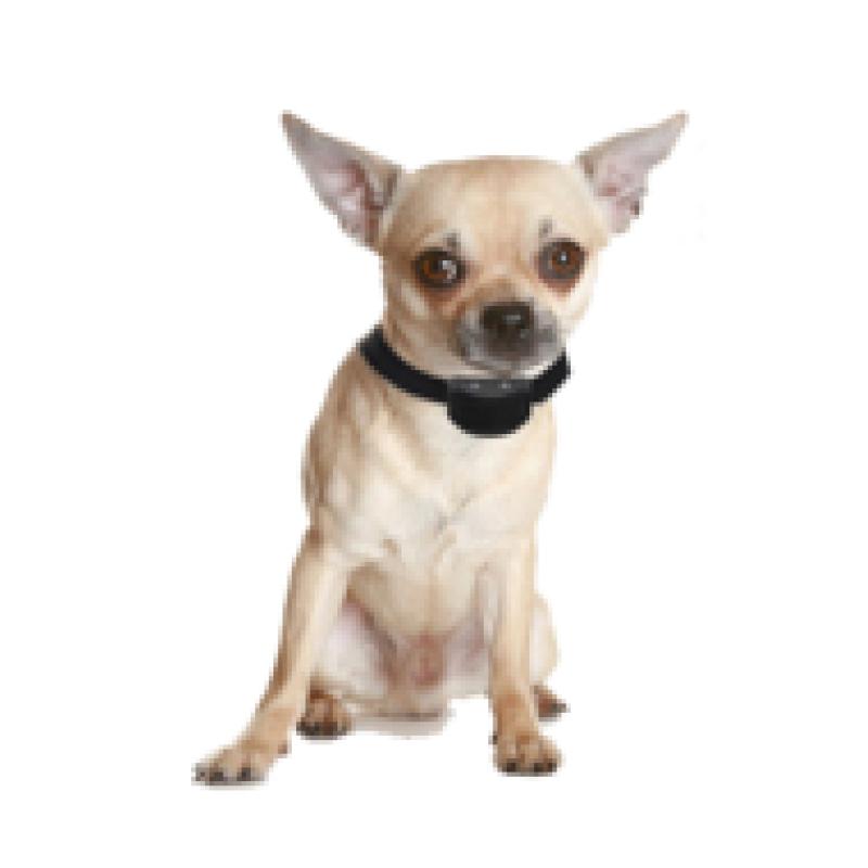 Anti blafband OHS25 geluid en stroom kleine hond