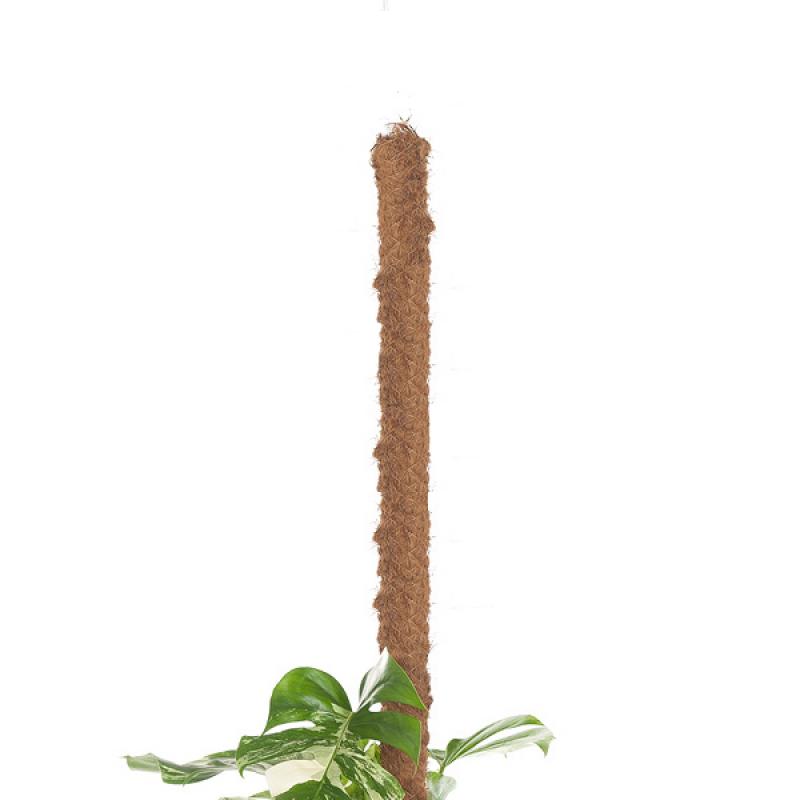 Mosstok voor planten (120 cm)